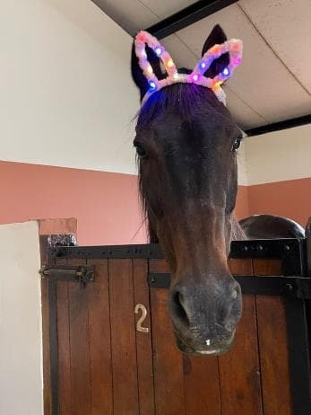 Hands-on anatomy learning